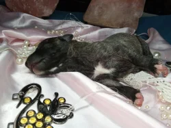 Whippet bez PP po obou rodičích s PP ( Fci)