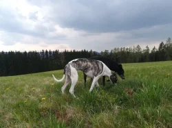 Whippet bez PP po obou rodičích s PP ( Fci)