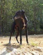 Whippet bez PP po obou rodičích s PP ( Fci)