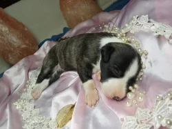 Whippet bez PP po obou rodičích s PP ( Fci)