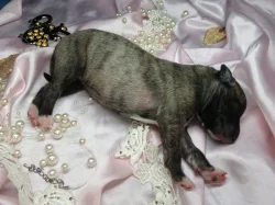 Whippet bez PP po obou rodičích s PP ( Fci)