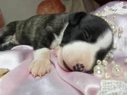 Whippet bez PP po obou rodičích s PP ( Fci)