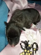 Whippet bez PP po obou rodičích s PP ( Fci)