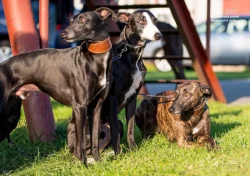 Whippet bez PP po obou rodičích s PP ( Fci)