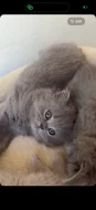 🐾 KRÁSNÁ BRITSKÁ KRÁTKOSRSTÁ KOČIČKA HLEDÁ NOVÝ DOMOV 🐾❤️