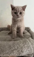 🐾 KRÁSNÁ BRITSKÁ KRÁTKOSRSTÁ KOČIČKA HLEDÁ NOVÝ DOMOV 🐾❤️