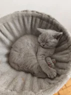 🐾 KRÁSNÁ BRITSKÁ KRÁTKOSRSTÁ KOČIČKA HLEDÁ NOVÝ DOMOV 🐾❤️