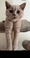 🐾 KRÁSNÁ BRITSKÁ KRÁTKOSRSTÁ KOČIČKA HLEDÁ NOVÝ DOMOV 🐾❤️