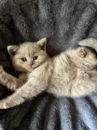 🐾 KRÁSNÁ BRITSKÁ KRÁTKOSRSTÁ KOČIČKA HLEDÁ NOVÝ DOMOV 🐾❤️