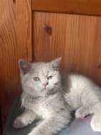 🐾 KRÁSNÁ BRITSKÁ KRÁTKOSRSTÁ KOČIČKA HLEDÁ NOVÝ DOMOV 🐾❤️