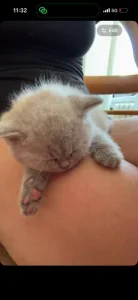🐾 KRÁSNÁ BRITSKÁ KRÁTKOSRSTÁ KOČIČKA HLEDÁ NOVÝ DOMOV 🐾❤️