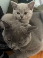🐾 KRÁSNÁ BRITSKÁ KRÁTKOSRSTÁ KOČIČKA HLEDÁ NOVÝ DOMOV 🐾❤️