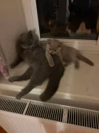 🐾 KRÁSNÁ BRITSKÁ KRÁTKOSRSTÁ KOČIČKA HLEDÁ NOVÝ DOMOV 🐾❤️