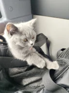 🐾 KRÁSNÁ BRITSKÁ KRÁTKOSRSTÁ KOČIČKA HLEDÁ NOVÝ DOMOV 🐾❤️