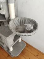 🐾 KRÁSNÁ BRITSKÁ KRÁTKOSRSTÁ KOČIČKA HLEDÁ NOVÝ DOMOV 🐾❤️