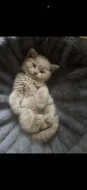 🐾 KRÁSNÁ BRITSKÁ KRÁTKOSRSTÁ KOČIČKA HLEDÁ NOVÝ DOMOV 🐾❤️