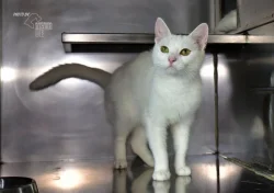 Darujeme nalezenou kočičku