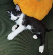 Kočička Lady hledá nový domov