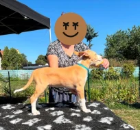 Štěňátka Portugalského podenga velkého hladkosrstého