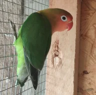 Agapornis Fischeri
