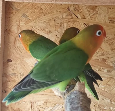 Agapornis Fischeri