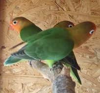 Agapornis Fischeri