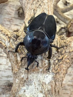 Živá exotika 5.9.2026, stůl H1-F01