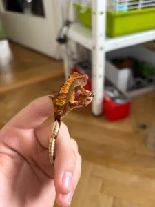 Prodám mláďata pagekona řasnatého