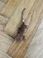 Prodám mláďata pagekona řasnatého