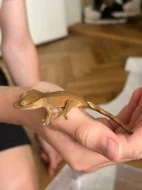 Prodám mláďata pagekona řasnatého