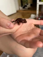 Prodám mláďata pagekona řasnatého