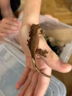 Prodám mláďata pagekona řasnatého