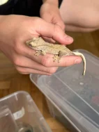 Prodám mláďata pagekona řasnatého
