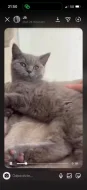🐾💙 POSLEDNÍ Z NAŠICH KOŤÁTEK – ČEKÁ NA SVOU RODINU
