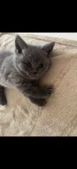 🐾💙 POSLEDNÍ Z NAŠICH KOŤÁTEK – ČEKÁ NA SVOU RODINU