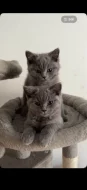 🐾💙 POSLEDNÍ Z NAŠICH KOŤÁTEK – ČEKÁ NA SVOU RODINU