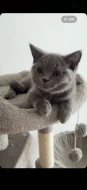 🐾💙 POSLEDNÍ Z NAŠICH KOŤÁTEK – ČEKÁ NA SVOU RODINU