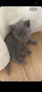 🐾💙 POSLEDNÍ Z NAŠICH KOŤÁTEK – ČEKÁ NA SVOU RODINU