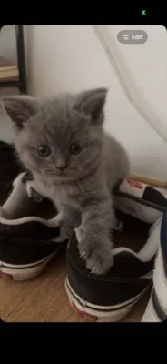 🐾💙 POSLEDNÍ Z NAŠICH KOŤÁTEK – ČEKÁ NA SVOU RODINU