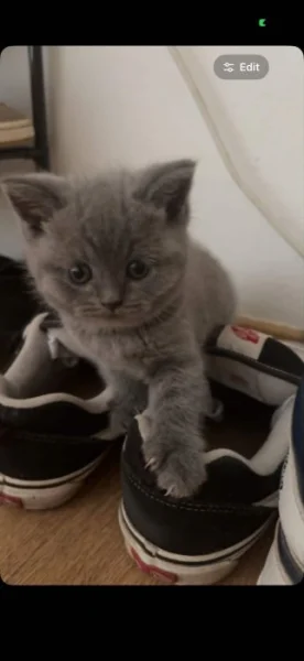 🐾💙 POSLEDNÍ Z NAŠICH KOŤÁTEK – ČEKÁ NA SVOU RODINU