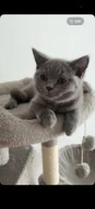 🐾💙 POSLEDNÍ Z NAŠICH KOŤÁTEK – ČEKÁ NA SVOU RODINU