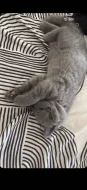🐾💙 POSLEDNÍ Z NAŠICH KOŤÁTEK – ČEKÁ NA SVOU RODINU