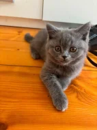 🐾💙 POSLEDNÍ Z NAŠICH KOŤÁTEK – ČEKÁ NA SVOU RODINU