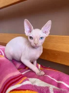 SPHYNX bez PP