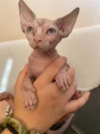 SPHYNX bez PP