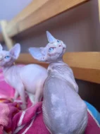SPHYNX bez PP