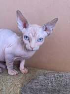 SPHYNX bez PP