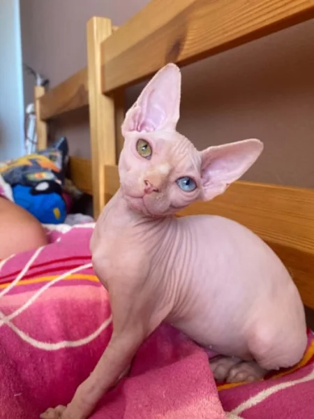 SPHYNX bez PP