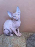 SPHYNX bez PP