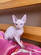 SPHYNX bez PP